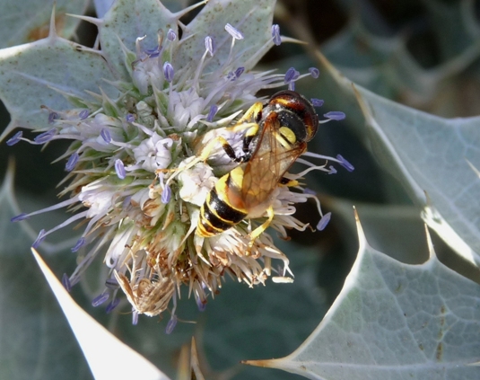 Philanthus triangulum e Philanthus venustus (Crabronidae)